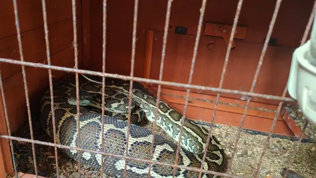 Velký had python stočený v kleci na verandě domu, nečekaný návštěvník vánočního příběhu Ivana Kolaříka.