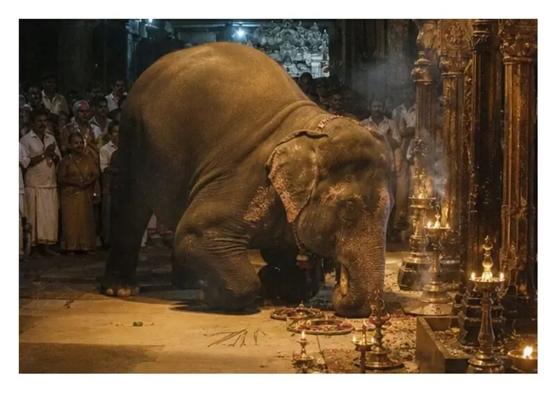 Slon Kesavan v chrámu Guruvayur Temple v Indii, k příběhu Slon, který se modlil.